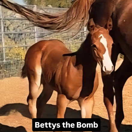 HorseID: 2309043 Bettys the Bomb - PhotoID: 1093481