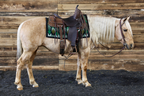 HorseID: 2309044 Amigo - PhotoID: 1093381