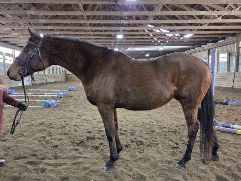 HorseID: 2309045 Wood Bee - PhotoID: 1093382