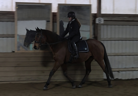 HorseID: 2309045 Wood Bee - PhotoID: 1093383