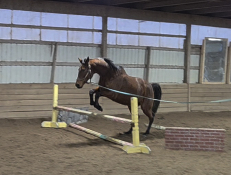 HorseID: 2309045 Wood Bee - PhotoID: 1093384