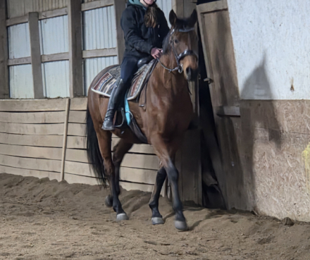 HorseID: 2309045 Wood Bee - PhotoID: 1093385