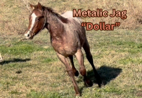 HorseID: 2309046 Metalic Jag Dollar - PhotoID: 1093390
