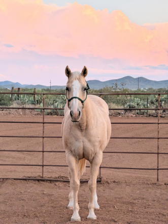 HorseID: 2309048 FA Chantilly Lace - PhotoID: 1093392