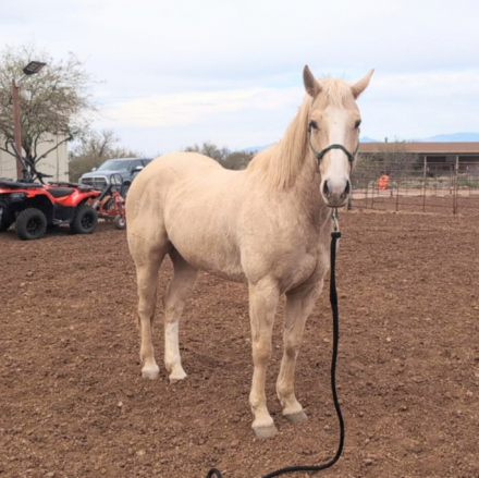 HorseID: 2309048 FA Chantilly Lace - PhotoID: 1093393