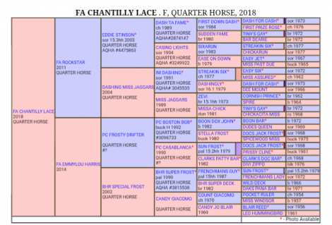 HorseID: 2309048 FA Chantilly Lace - PhotoID: 1093420