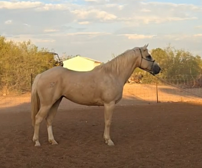 HorseID: 2309048 FA Chantilly Lace - PhotoID: 1093421