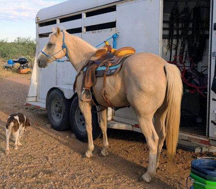 HorseID: 2309048 FA Chantilly Lace - PhotoID: 1093422