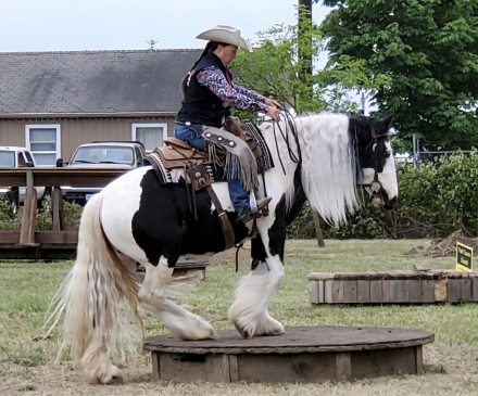 HorseID: 2309052 FCF Jane Downs Boy - PhotoID: 1093399