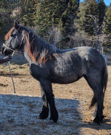 HorseID: 2309056 Rode em in Ranch Etta Plum - PhotoID: 1093403