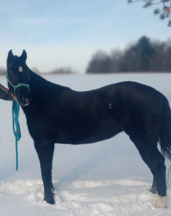 HorseID: 2309061 Astra - PhotoID: 1093407