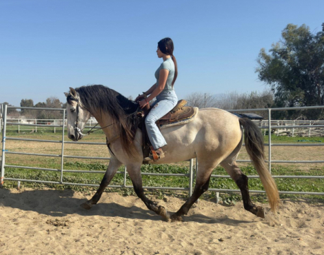 HorseID: 2309064 Fabuloso Paco Marti pedigree - PhotoID: 1093409