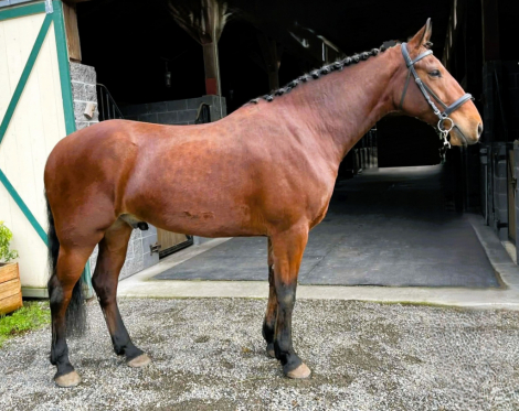 HorseID: 2309065 Foxhall Winston - PhotoID: 1093410