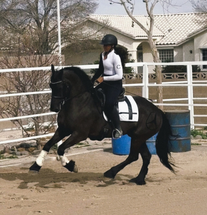 HorseID: 2309067 Mazel Tov - PhotoID: 1093428