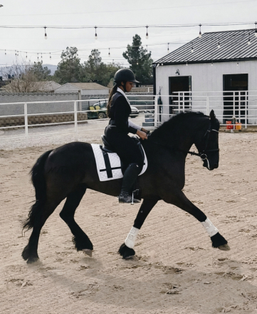 HorseID: 2309067 Mazel Tov - PhotoID: 1093430