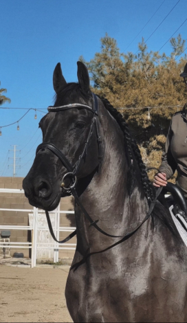 HorseID: 2309067 Mazel Tov - PhotoID: 1093429