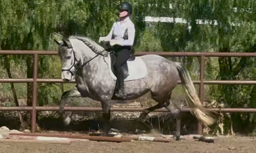 HorseID: 2309068 Poppy - PhotoID: 1093411