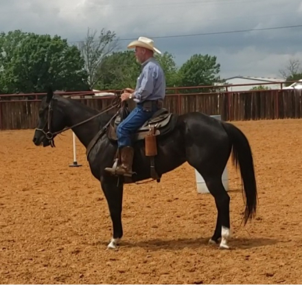 HorseID: 2309070 Shadow of a Lady - PhotoID: 1093412