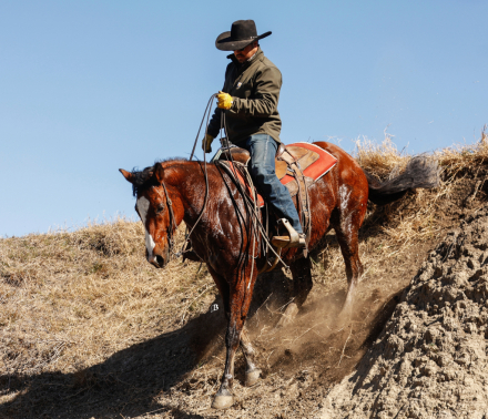 HorseID: 2309075 MCM Maxxis The Great - PhotoID: 1093415