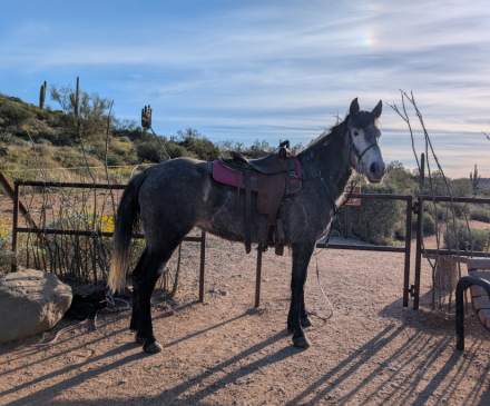 HorseID: 2309081 Maggie - PhotoID: 1093446