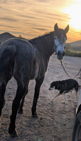 HorseID: 2309081 Maggie - PhotoID: 1093448