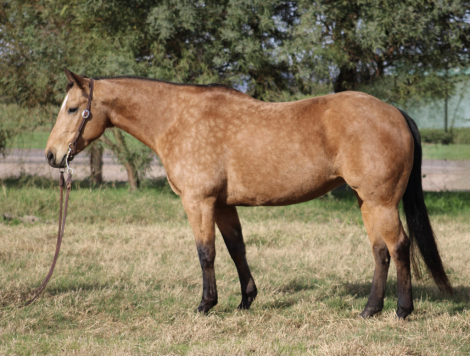 HorseID: 2309083 CS Compaq Pistolena - PhotoID: 1093418