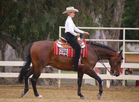 HorseID: 2309085 Good Rides R Certain - PhotoID: 1093427