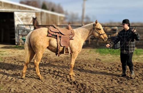 HorseID: 2309086 Chex Out This Storm - PhotoID: 1093438