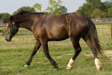 HorseID: 2309087 Freyas Needle - PhotoID: 1093431