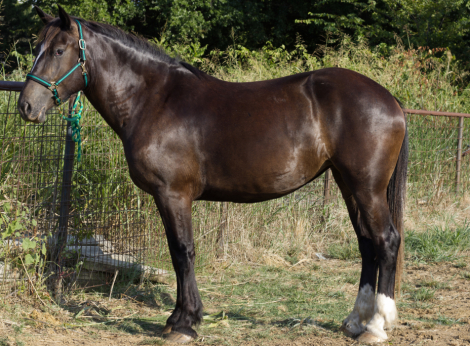 HorseID: 2309087 Freyas Needle - PhotoID: 1093432