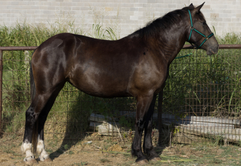 HorseID: 2309087 Freyas Needle - PhotoID: 1093433