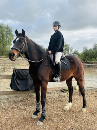 HorseID: 2309089 Walkabout - PhotoID: 1093436