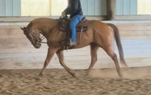 HorseID: 2309110 Waylon Testarosa - PhotoID: 1093441