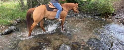 HorseID: 2309110 Waylon Testarosa - PhotoID: 1093442