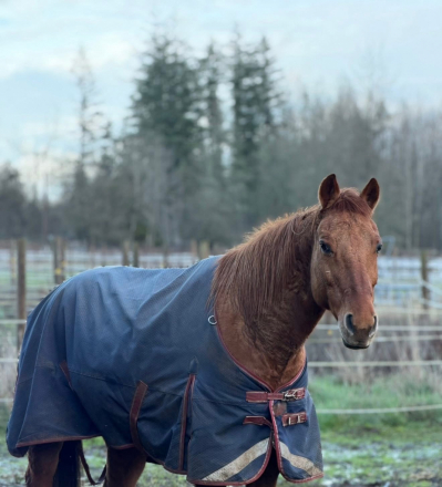 HorseID: 2309110 Waylon Testarosa - PhotoID: 1093443