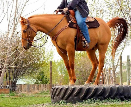 HorseID: 2309110 Waylon Testarosa - PhotoID: 1093444