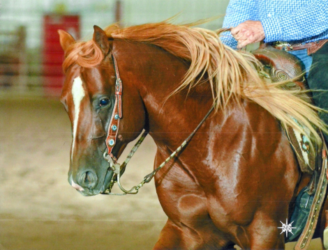 HorseID: 2309120 High Voltage - PhotoID: 1093449