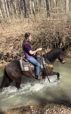 HorseID: 2309121 Instant Blue Boon - PhotoID: 1093450