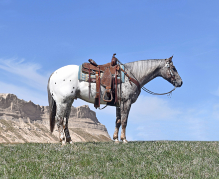 HorseID: 2309126 Double Or Nothin - PhotoID: 1093452