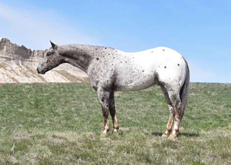 HorseID: 2309126 Double Or Nothin - PhotoID: 1093453