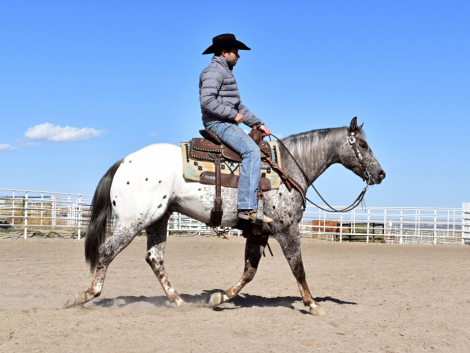 HorseID: 2309126 Double Or Nothin - PhotoID: 1093454