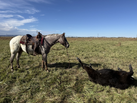 HorseID: 2309126 Double Or Nothin - PhotoID: 1093455