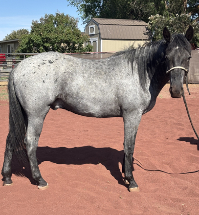 HorseID: 2309127 Elvis - PhotoID: 1093484