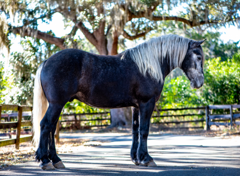 HorseID: 2309133 Talk to me goose - PhotoID: 1093457