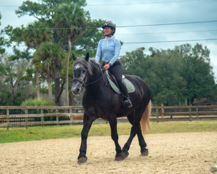 HorseID: 2309133 Talk to me goose - PhotoID: 1093458