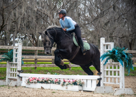 HorseID: 2309133 Talk to me goose - PhotoID: 1093462