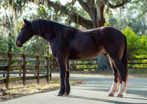 HorseID: 2309134 Donato X-rays on file - PhotoID: 1093463