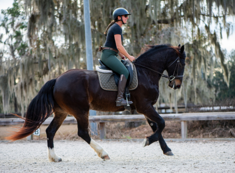 HorseID: 2309134 Donato X-rays on file - PhotoID: 1093464