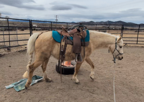 HorseID: 2309135 Cinderella - PhotoID: 1093466