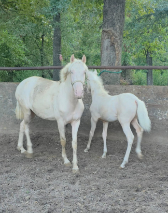 HorseID: 2309138 Andalusian - PhotoID: 1093467